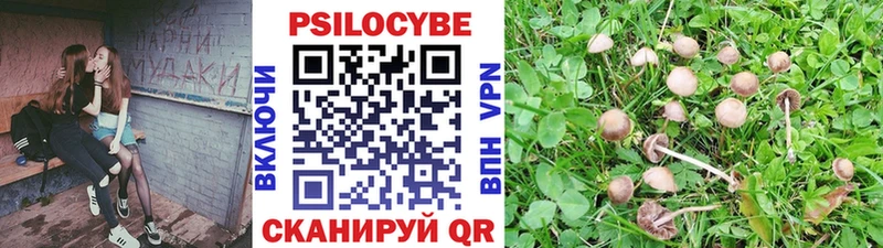 Галлюциногенные грибы Psilocybe  Добрянка 